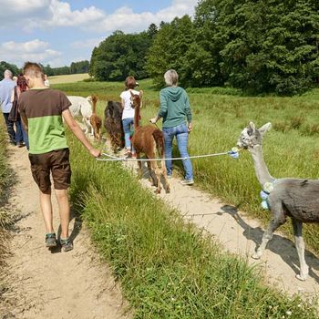 Alpaka-Hiking-Tour