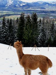 Alpaka im Schnee