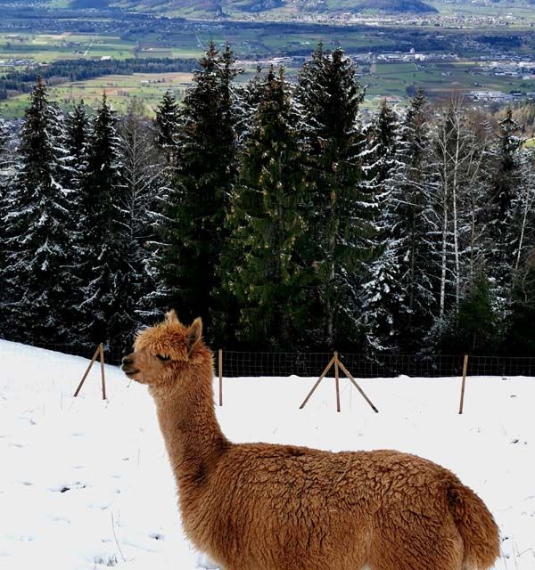 Alpaka im Schnee