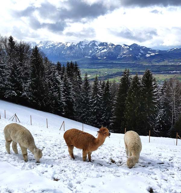 Sennewies-Alpakas im Schnee