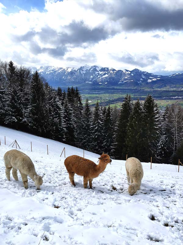 Sennewies-Alpakas im Schnee
