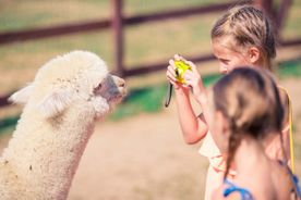Kinder fotografieren ein Alpaka