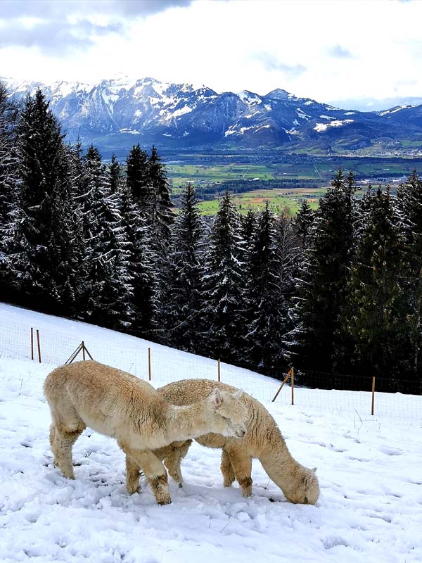 Zwei weiße Alpakas in den Bergen