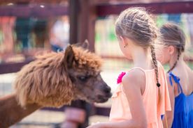 Kinder füttern ein Alpaka
